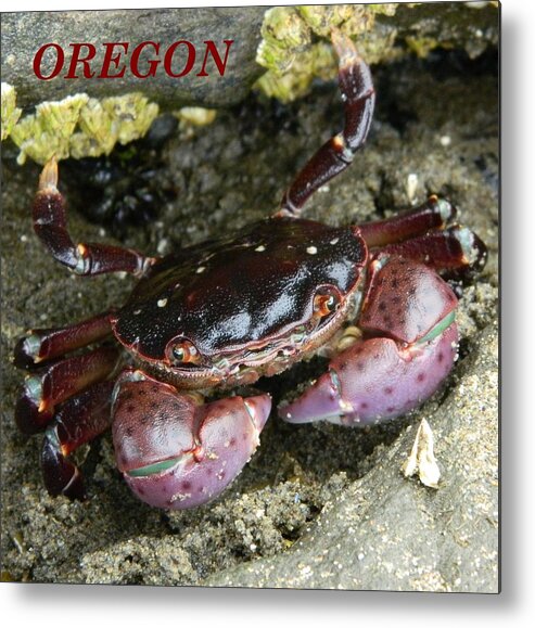 Crab Metal Print featuring the photograph Cute Crab #2 by Gallery Of Hope 