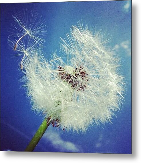 Dandelion Metal Print featuring the photograph Dandelion and blue sky #1 by Matthias Hauser