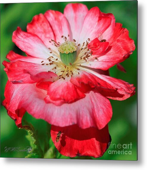 Mccombie Metal Print featuring the photograph Double Red and White Poppy from the Garden Gnome Mix #5 by J McCombie