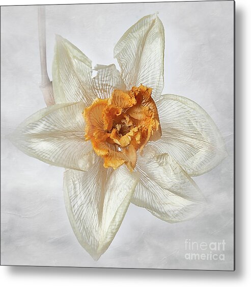 Flower Metal Print featuring the photograph Dried Narcissus #1 by Ann Jacobson