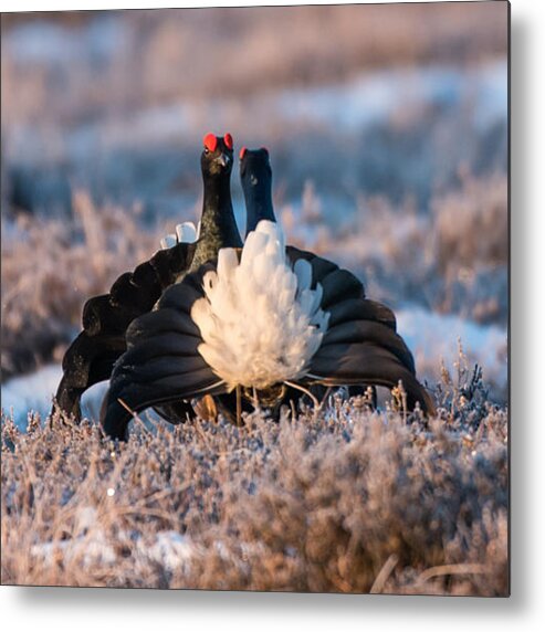 Black Grouse Metal Print featuring the photograph Face to face #3 by Torbjorn Swenelius