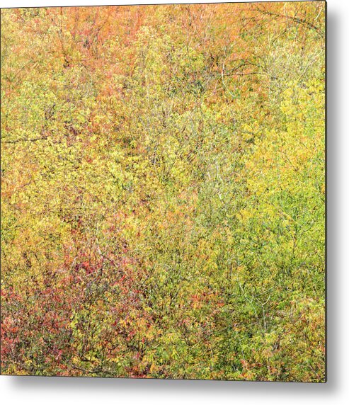 Fall Metal Print featuring the photograph Fall Colors - Abstract by Shankar Adiseshan