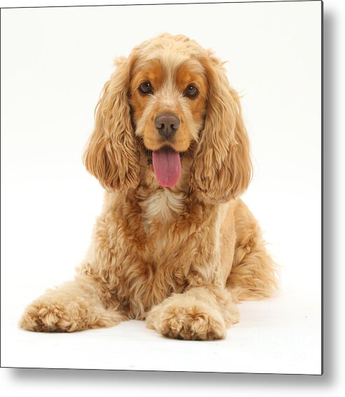 Nature Metal Print featuring the photograph Golden Cocker Spaniel Dog #1 by Mark Taylor