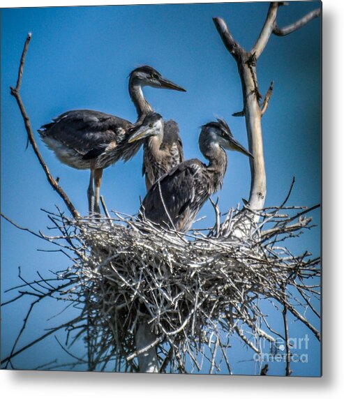 Heron Metal Print featuring the photograph Great Blue Heron on Nest #1 by Ronald Grogan