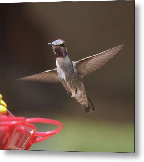 Hummingbirds Metal Print featuring the photograph Hummingbird Anna's In Flight #1 by Jay Milo