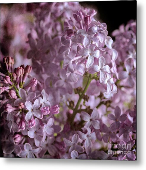 Lilacs Metal Print featuring the photograph Lilac Bouquet II by Tamara Becker
