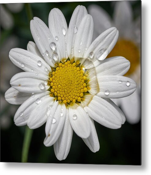 Finland Metal Print featuring the photograph Marguerite Daisy #5 by Jouko Lehto