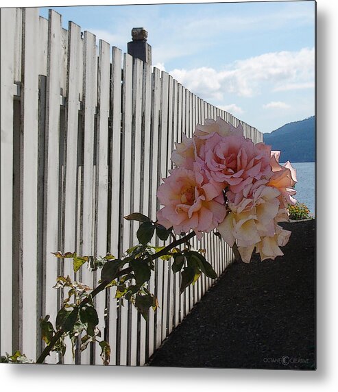 Rose Metal Print featuring the photograph Orcas Island Rose #1 by Tim Nyberg