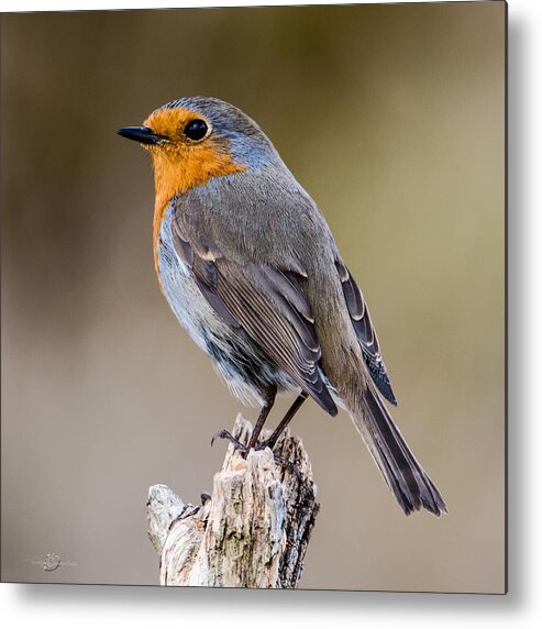 Perching Metal Print featuring the photograph Perching Robin by Torbjorn Swenelius