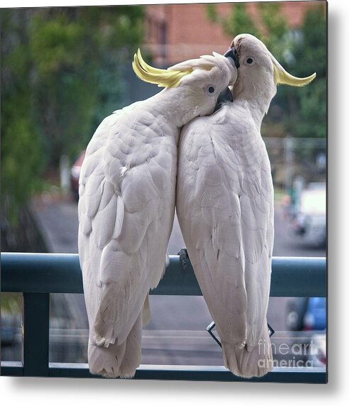 Cockatoo Metal Print featuring the photograph Photo Series -Two amorous Australian Sulphur Crested Cockatoos f #1 by Geoff Childs