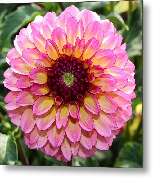 Pink Metal Print featuring the photograph Pink Dahlia #1 by Brian Eberly