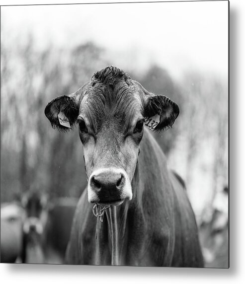 Livestock Metal Print featuring the photograph Portrait of a dairy cow in the rain Stowe Vermont by Edward Fielding