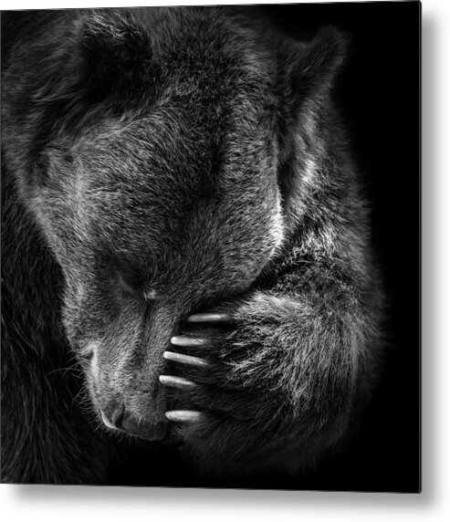 Bear Metal Print featuring the photograph Portrait of Bear in black and white by Lukas Holas
