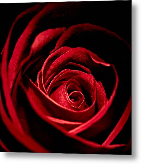 Anniversary Metal Print featuring the photograph Rose I by Andreas Freund