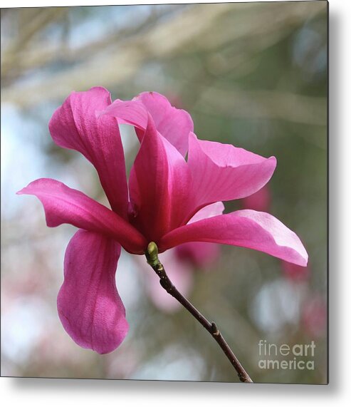 Pink Magnolia Metal Print featuring the photograph Southern Pink Magnolia #1 by Carol Groenen