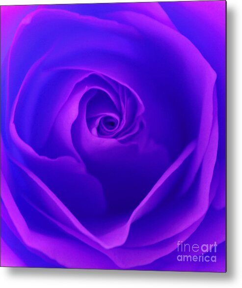 Rose Metal Print featuring the photograph Spellbound #2 by Krissy Katsimbras