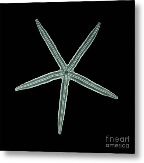Starfish Metal Print featuring the photograph Starfish, X-Ray #2 by Scott Camazine