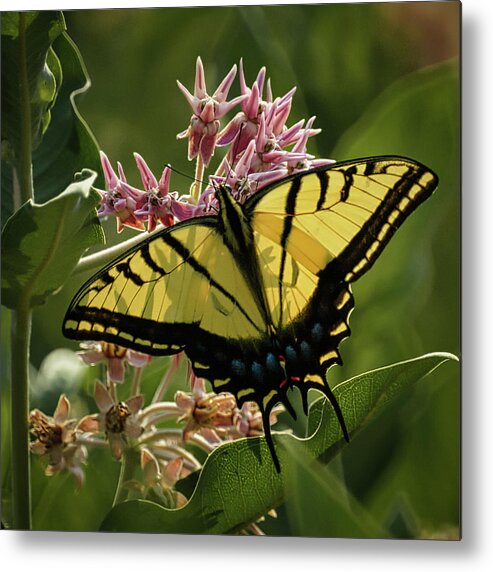 Tiger Swallowtail Butterfly Metal Print featuring the photograph Tiger Swallowtail #1 by Ernest Echols