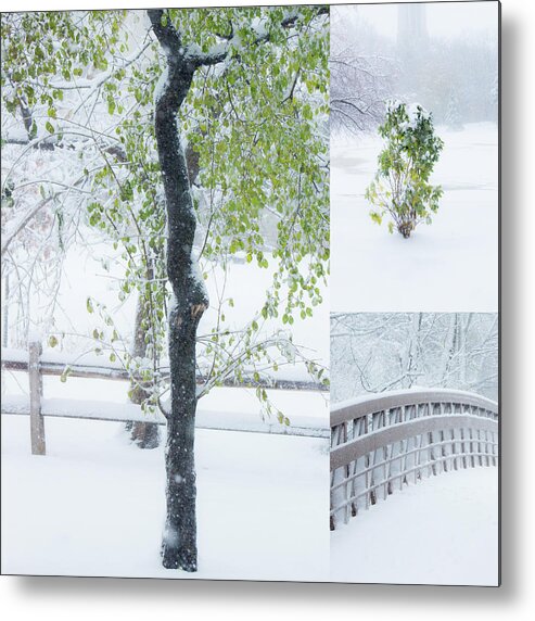 Snow Metal Print featuring the photograph White and Green #1 by Tracey Rees