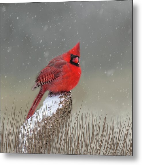 Cardinal Metal Print featuring the photograph Winter Cardinal #1 by Cathy Kovarik