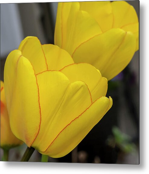 Tulips Metal Print featuring the photograph Yellow by Cathy Kovarik