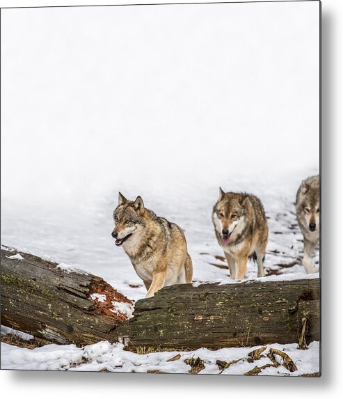 Gray Wolf Metal Print featuring the photograph Wolf Pack On The Hunt by Arterra Picture Library