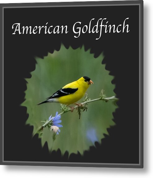 American Goldfinch Metal Print featuring the photograph American Goldfinch #2 by Holden The Moment