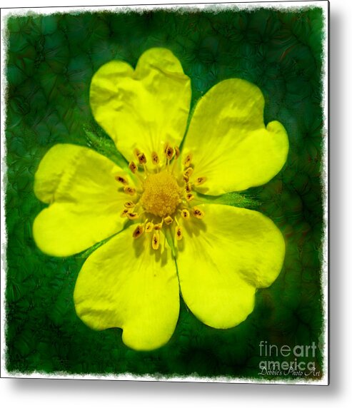 Tiny Metal Print featuring the photograph Cinquefoil Wildflower #2 by Debbie Portwood
