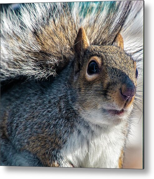 Squirrel Metal Print featuring the photograph Hello #2 by Cathy Kovarik