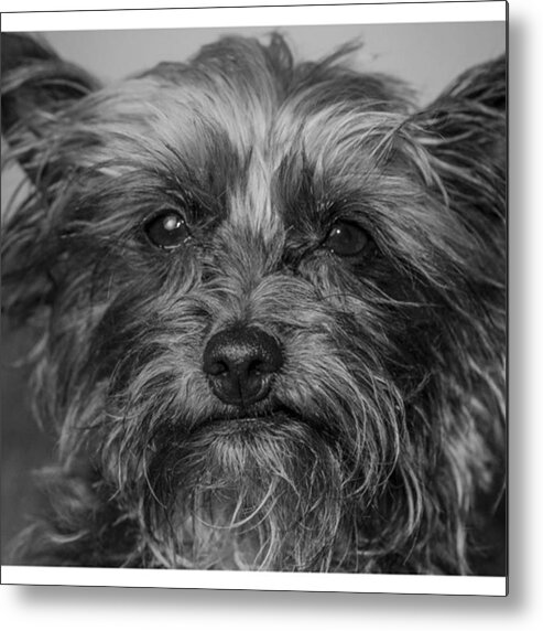 Chew Metal Print featuring the photograph #puppy #pupylove #puppiesofinstagram #2 by David Haskett II