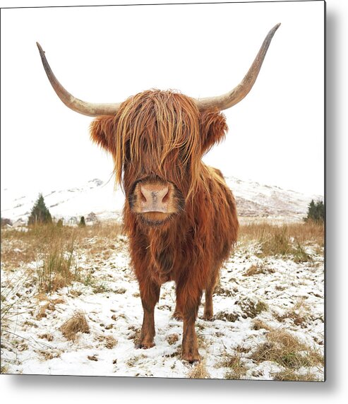 Highland Cattle Metal Print featuring the photograph Highland Cow #3 by Grant Glendinning