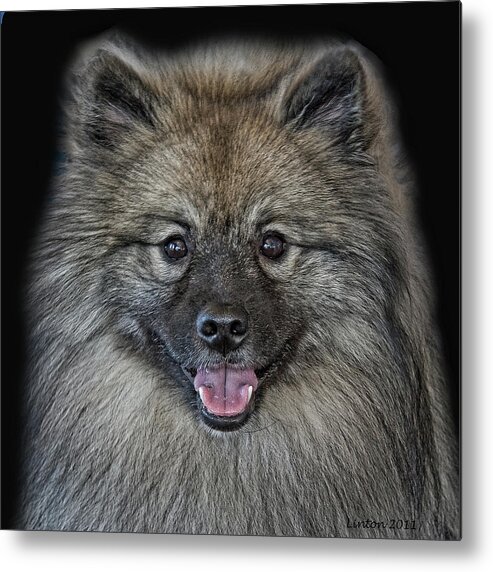 Keeshond Metal Print featuring the photograph Keeshond #3 by Larry Linton