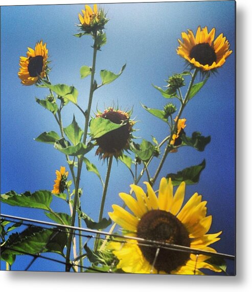  Metal Print featuring the photograph 40 Sunflowers by Laurie White