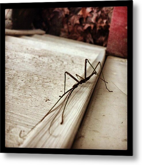 Stick Metal Print featuring the photograph Stick bug by Haley Marie Theoboldt