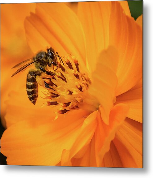 Bee Metal Print featuring the photograph Pollination #6 by SAURAVphoto Online Store