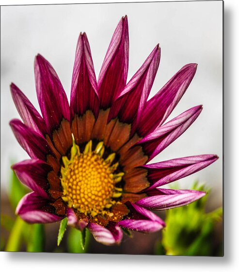 Sunflower Metal Print featuring the photograph Sunflower #6 by Gerald Kloss