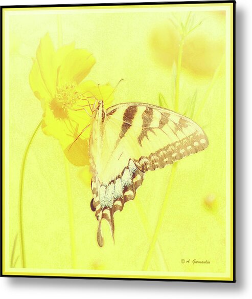 Papilio Glaucus Metal Print featuring the digital art Tiger Swallowtail Butterfly on Cosmos Flower #6 by A Macarthur Gurmankin