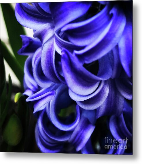 Hyacinth Metal Print featuring the photograph Flowers by Deena Withycombe