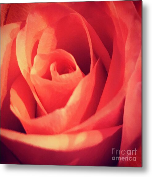Rose Metal Print featuring the photograph Rose by Deena Withycombe