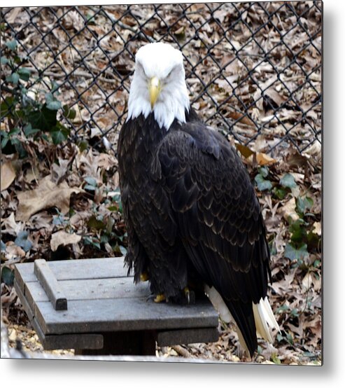 Animal Metal Print featuring the photograph A Bald Eagle by Eva Thomas