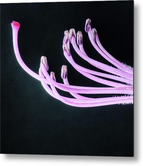 Beautiful Metal Print featuring the photograph A Close Up Of The Reproductive Parts Of by John Edwards