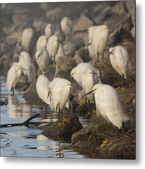 Birds Metal Print featuring the photograph A Congregation of Egrets by Bruce Frye