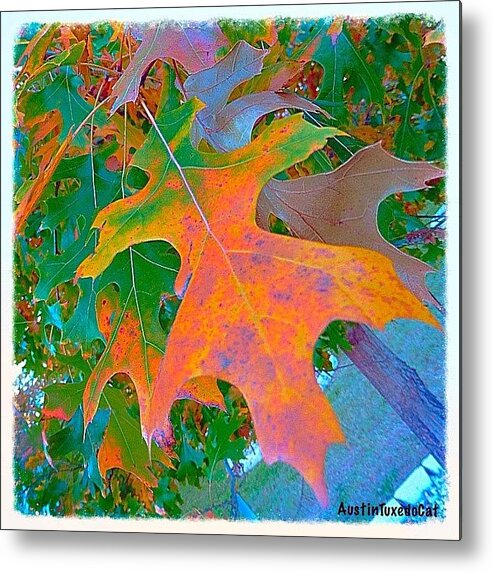 Beautiful Metal Print featuring the photograph A #leaf From A #beautiful #redoak by Austin Tuxedo Cat