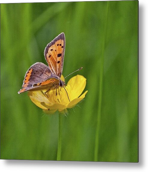 Insect Metal Print featuring the photograph A Small Copper Butterfly (lycaena by John Edwards