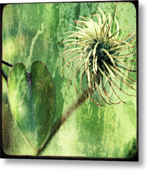 Clematis Metal Print featuring the photograph After the Bloom by Bonnie Bruno