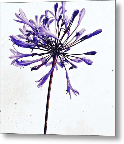 Flower Metal Print featuring the photograph Agapanthus 2 by Julie Gebhardt