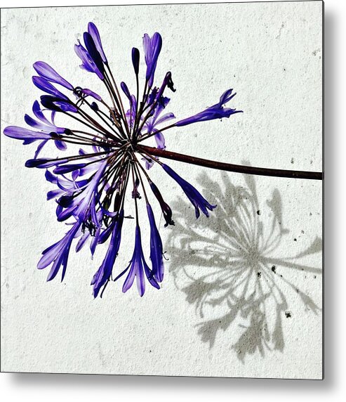 Flower Metal Print featuring the photograph Agapanthus by Julie Gebhardt