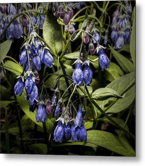 Wildflower Metal Print featuring the photograph Alaskan Bluebell by Fred Denner