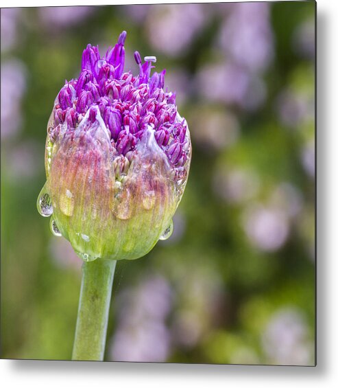 Allium Metal Print featuring the photograph Allium Bud by Diane Fifield