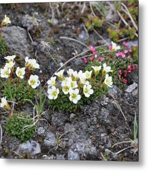 Flowers Metal Print featuring the photograph #alpine #flowers #alpinegardens #trail by Patricia And Craig